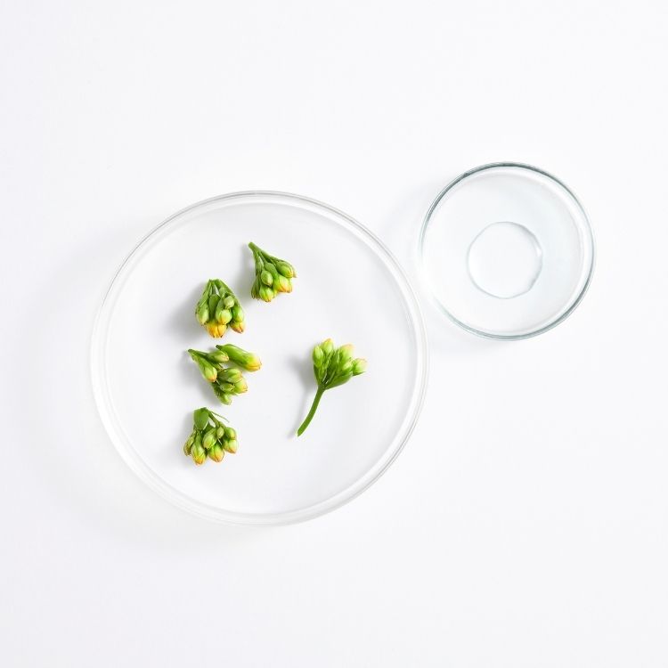 ზოგადი მახასიათებლები