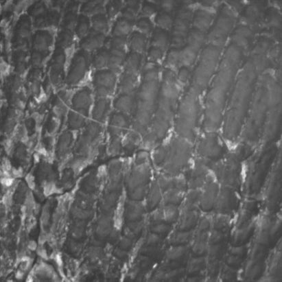 ტოპიკრემი - UR-30 სიმშრალის საწინააღმდეგო დამარბილებელი კრემი შემდგომ*