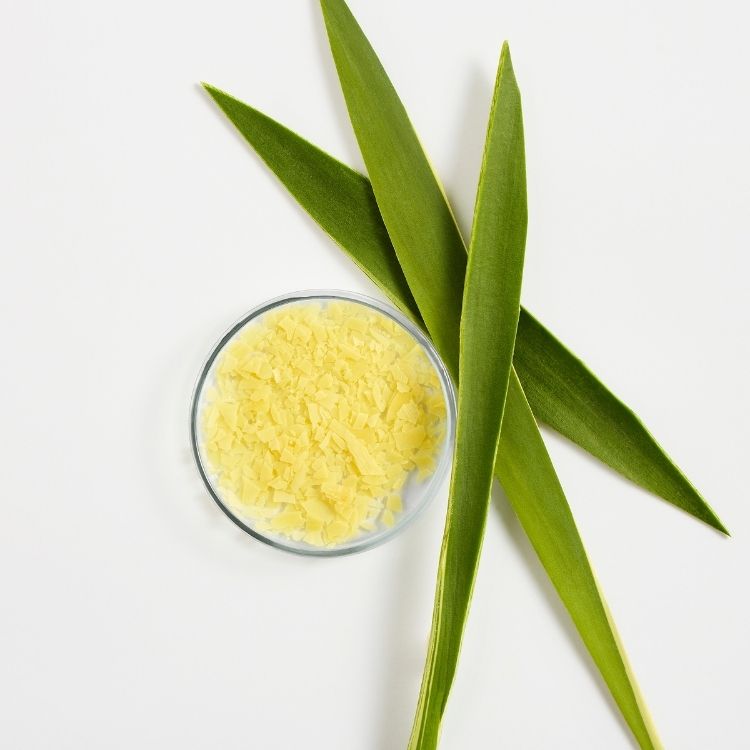 Image for image-carnauba-wax