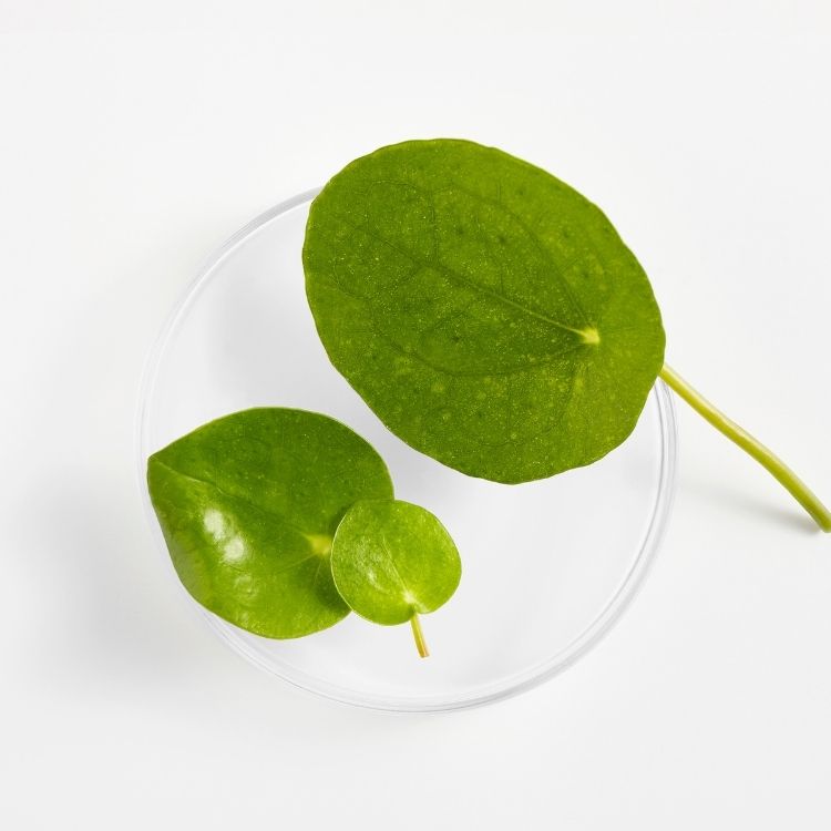 Image for image-centella-asiatica