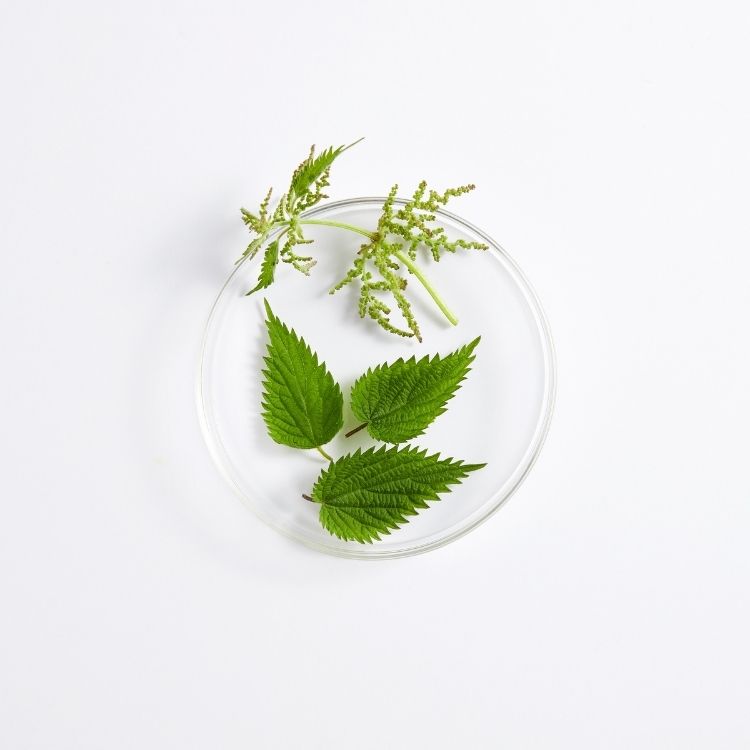 Image for image-nettle