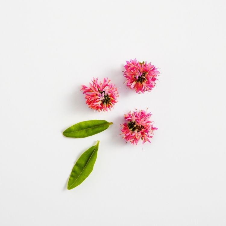 Image for image-red-clover-flower