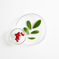 შიზანდრას კენკრის ექსტრაქტი