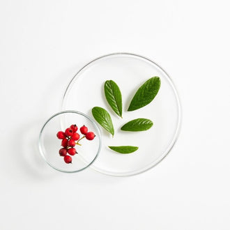 შიზანდრას კენკრის ექსტრაქტი