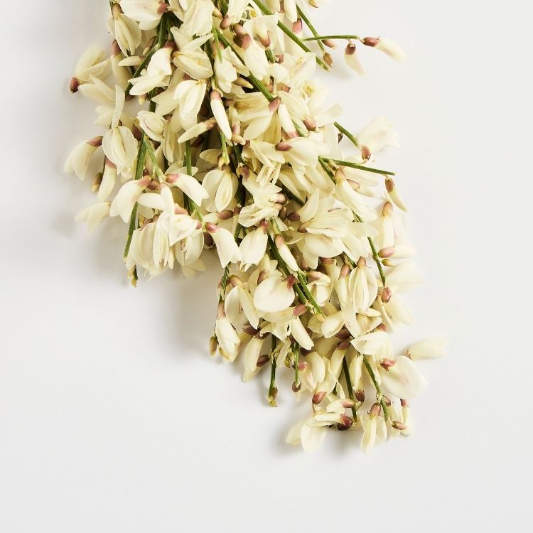 Image for image-sophora-japonica